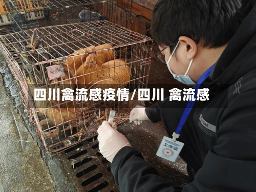 四川禽流感疫情/四川 禽流感-第2张图片
