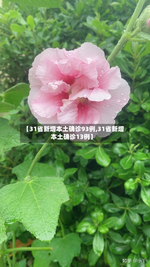 【31省新增本土确诊93例,31省新增本土确诊13例】-第1张图片