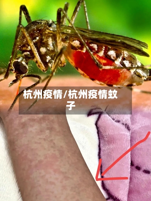 杭州疫情/杭州疫情蚊子-第2张图片