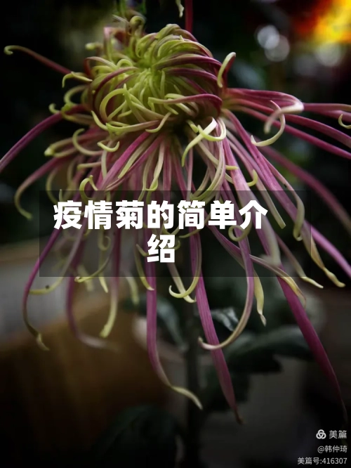 疫情菊的简单介绍-第1张图片