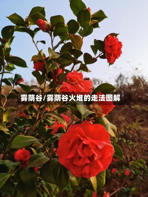 雾荫谷/雾荫谷火堆的走法图解-第1张图片