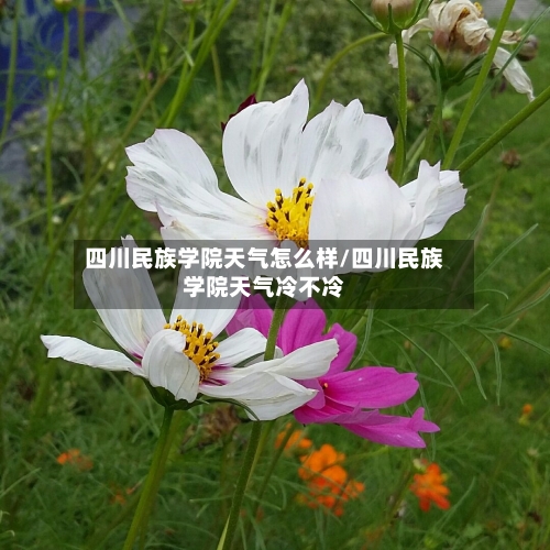 四川民族学院天气怎么样/四川民族学院天气冷不冷