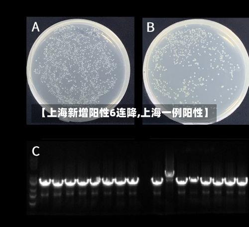 【上海新增阳性6连降,上海一例阳性】-第2张图片